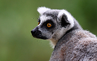 Ring-tailed Lemur (Lemur catta)
